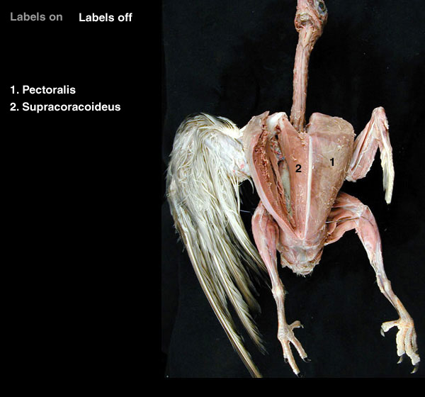 Forelimb Muscles - Bird