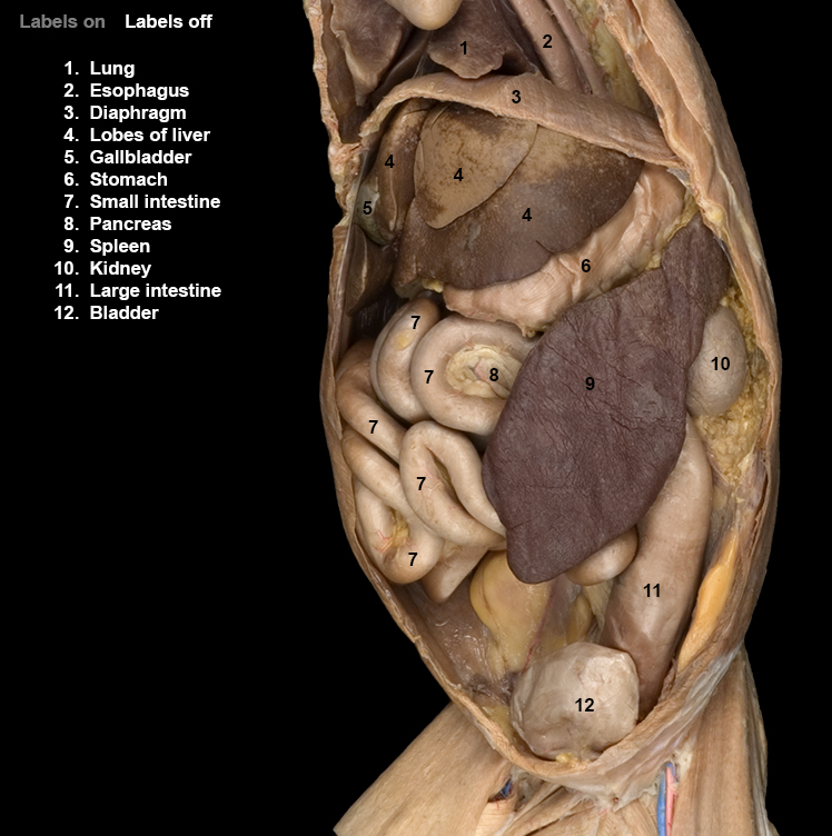 Cat Digestive Organs