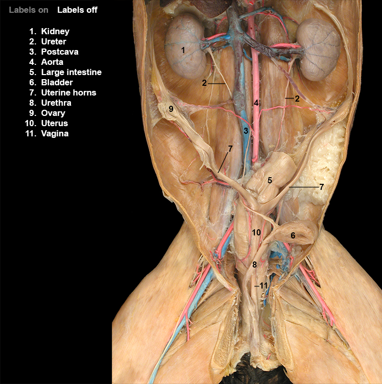 Cat Female Reproductive Organs