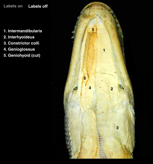 Male Alligator Anatomy